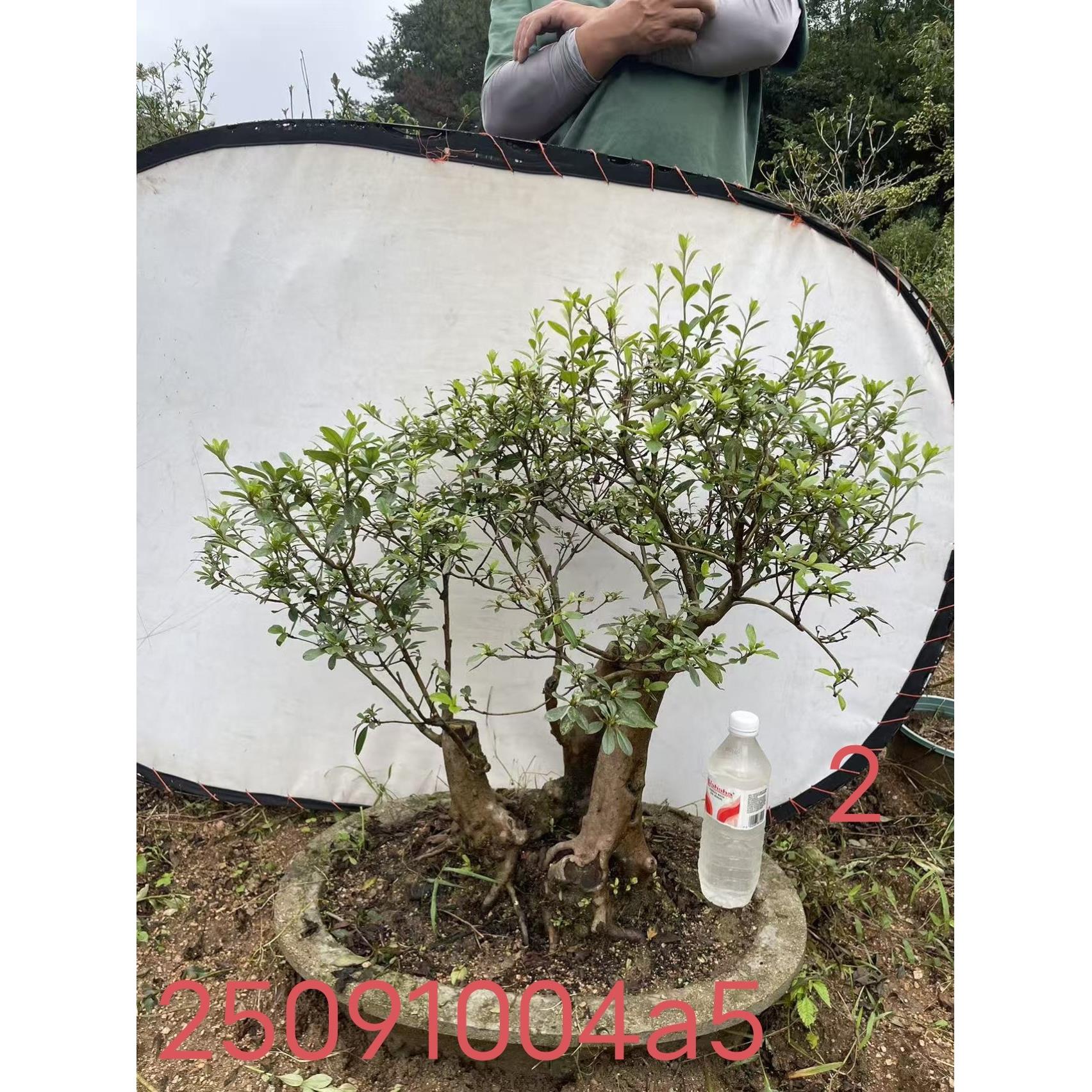 庭院阳台映山红老桩精品盆景杜鹃花大树型飘枝矮霸提根熟桩红花
