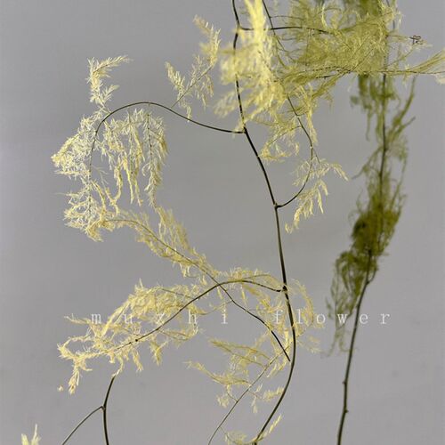 干花花束文竹真花风干天然永生花植物插花家装饰轻奢高级客厅摆设