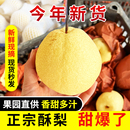 山西贡梨 水果梨树现摘甜梨新鲜现摘水果梨子 应季