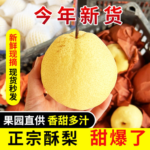 山西贡梨 应季水果梨树现摘甜梨新鲜现摘水果梨子