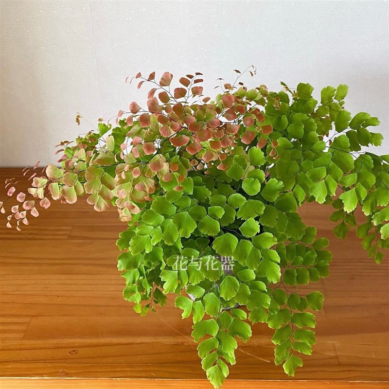 花与花器 柔情铁线蕨扇叶铁线蕨盆栽 生态雨林缸景观造景蕨类植物