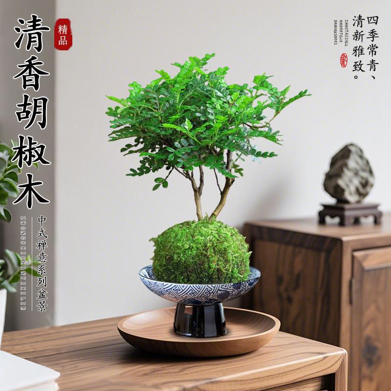 正宗老桩清香胡椒木盆栽水培驱蚊室内办公桌苔藓球绿植物四季常青