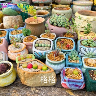 肉锥块根枝干番j杏仙人球十二卷多肉植物灯泡毛汉尼风铃阳台办公