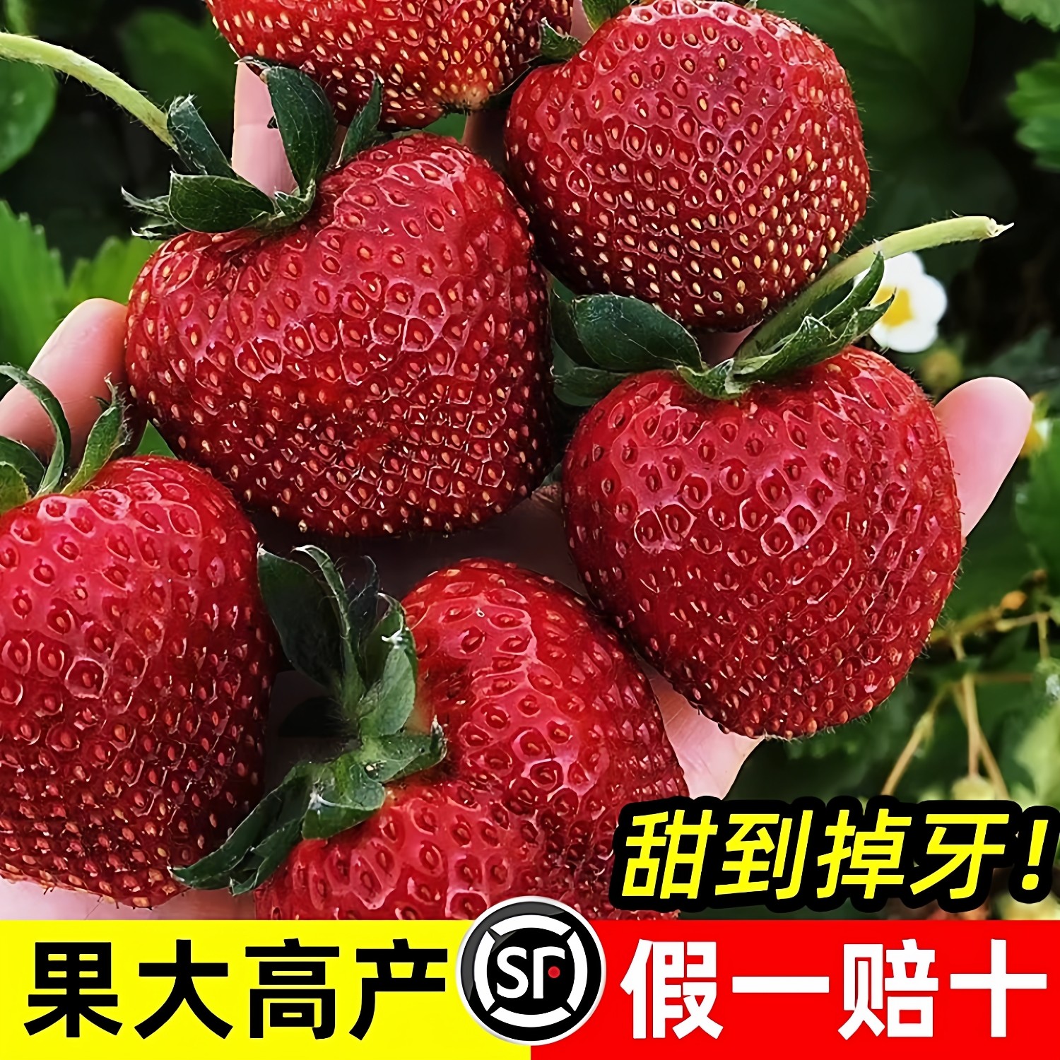 草莓苗秧盆栽红颜奶油四季结果脱毒优质黑珍珠草莓新苗特大号批发