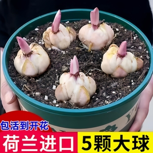 进口香水百合种球开花室内外阳台多头百合耐寒好养四季种植花卉