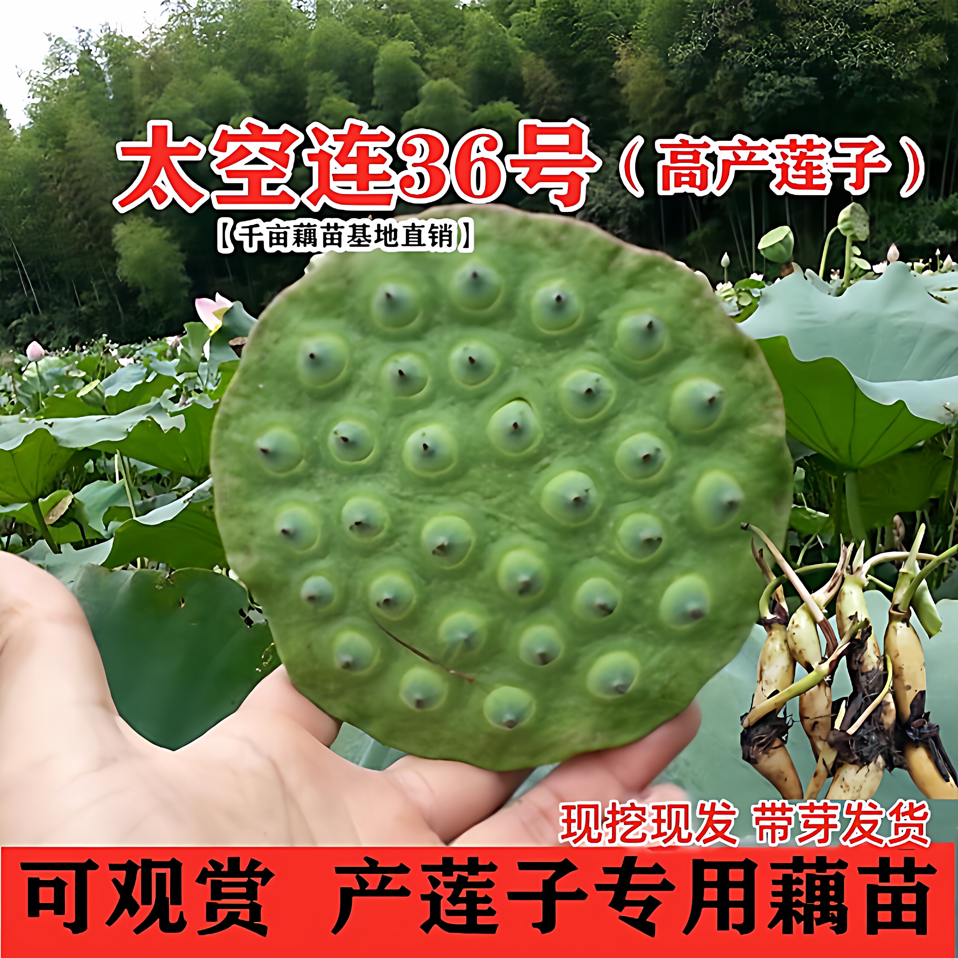 太空莲36号荷花藕苗莲子种苗湘莲藕高产莲蓬池塘种藕种子盆栽