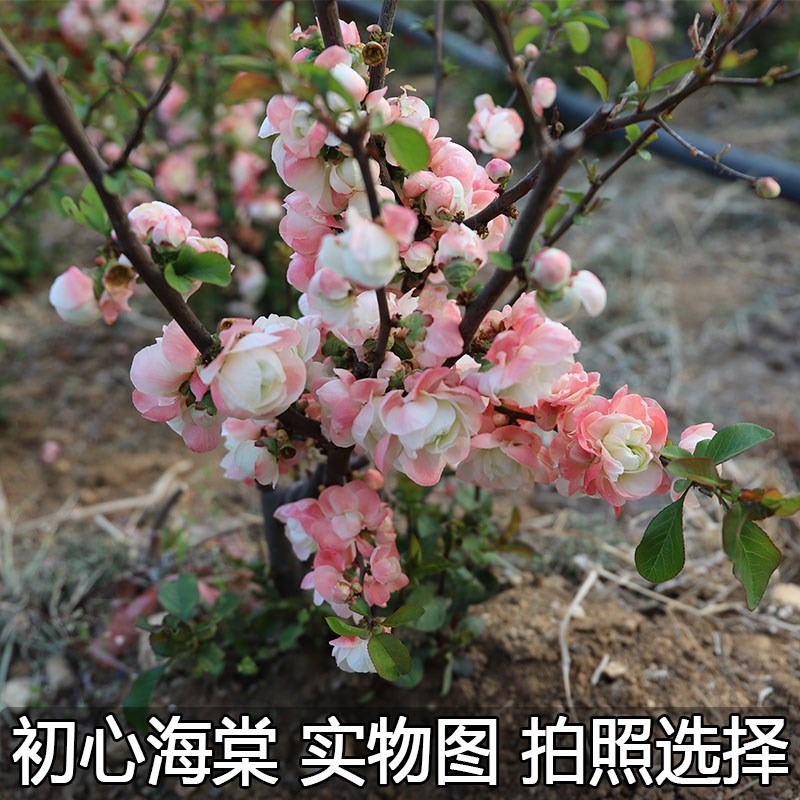 初心牡丹海棠花树l苗实物图一物一拍长寿冠海棠绿卉绿植阳台庭院