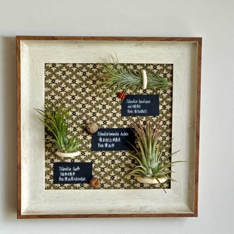 空气凤梨手工定制l装饰画创意相框挂画礼物(含2-3颗植物)