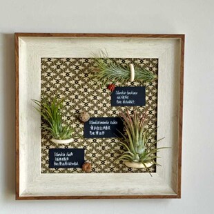 空气凤梨手工定制l装饰画创意相框挂画礼物(含2-3颗植物)