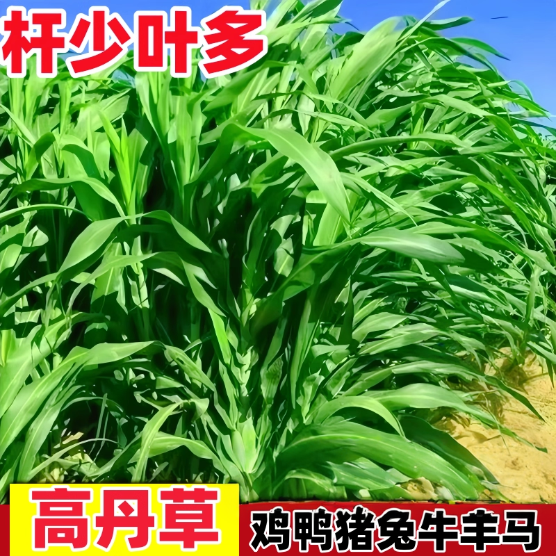 高丹王草种籽四季高产养殖苏丹草牧草种子喂牛羊鹅鱼猪高丹草草籽