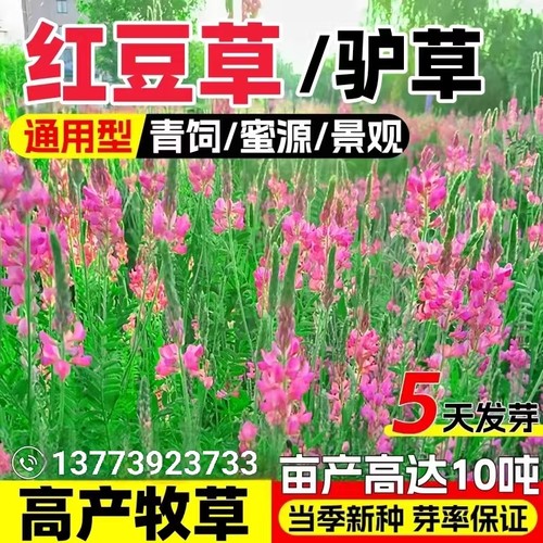 红豆草草籽高产牧草种籽