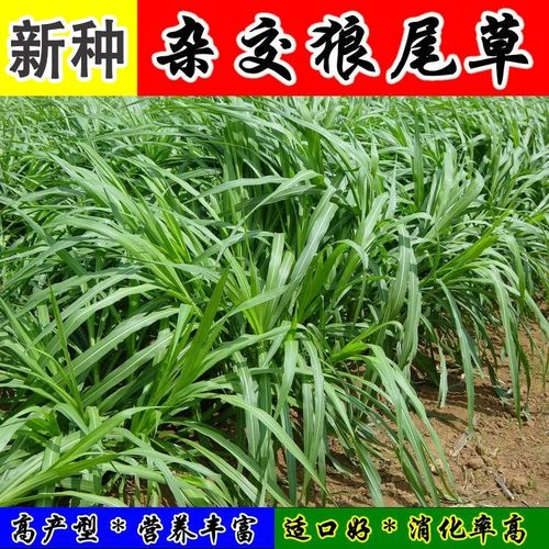杂交狼尾草种籽多年生牧草