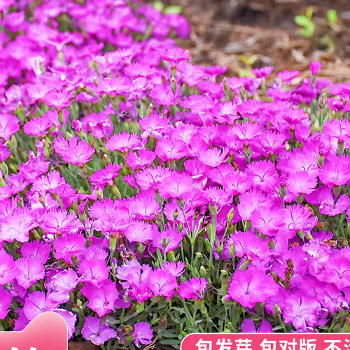 欧石竹初吻花种籽子五彩石竹种子盆栽美国常夏石竹欧石竹盆栽草坪