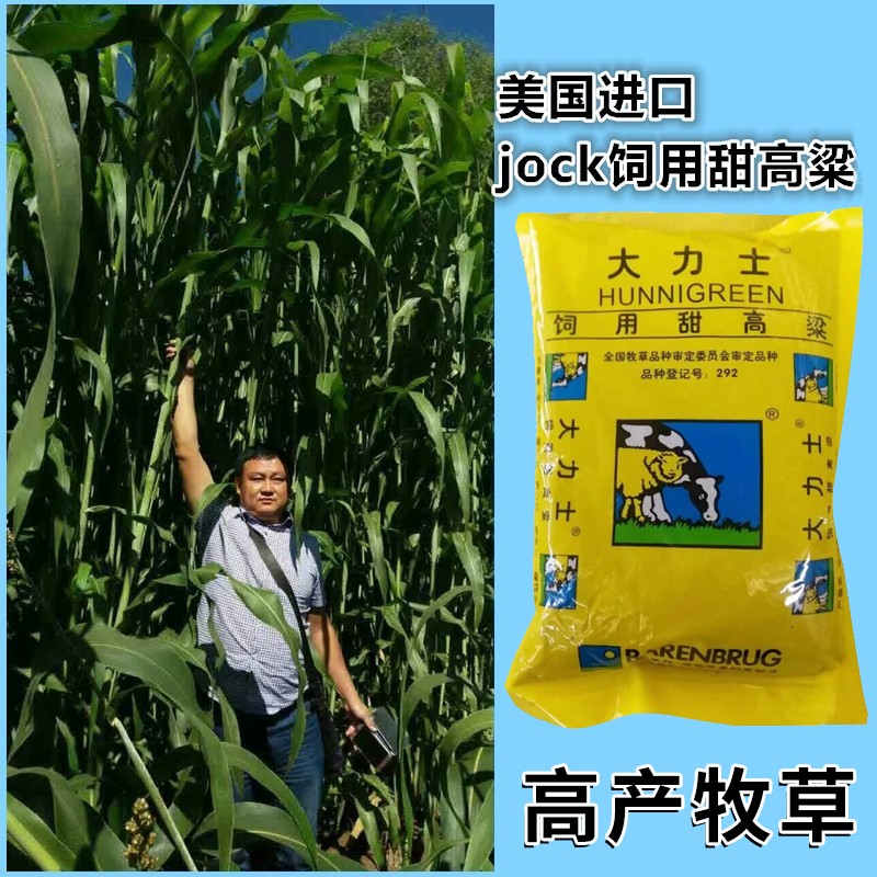 大力士甜高粱牧草种子进口饲养牛猪马鱼草籽四季高产青贮饲用种籽