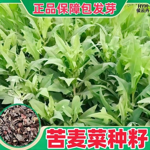 农家苦麦菜苦麻菜种子种鸡鸭鹅鱼猪四季牧草耐热良种苦唛苦荬养鹅