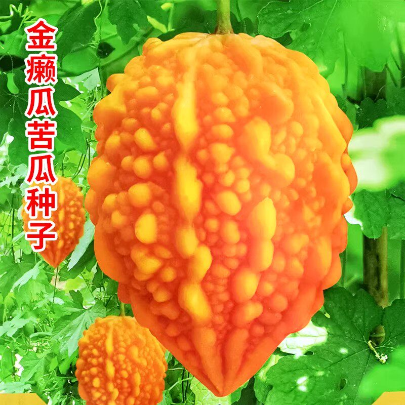 水果小癞瓜种子黄金瓜金铃子赖葡萄小赖瓜种籽四季播蔬菜种苗