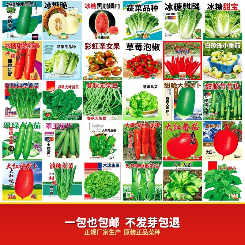 蔬菜种子大叶香四季小葱播