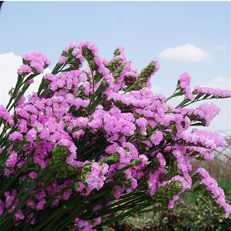 家庭简约家居卧室勿忘我干花云南花束真花M家居客厅摆设装饰插花