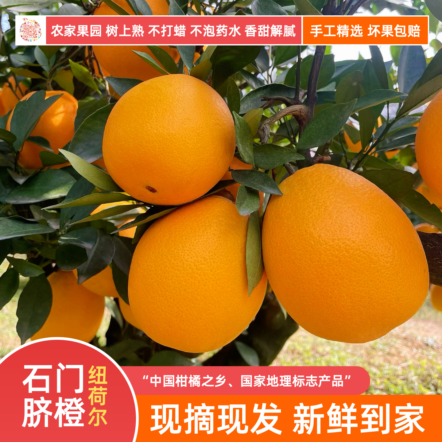 正宗石门纽荷尔脐橙香甜爽口爆汁