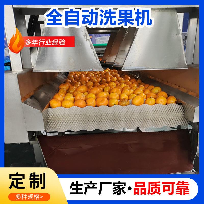 小青柑清洗机大型自动洗水果机清洗打蜡分级机整套设备柚子打蜡机