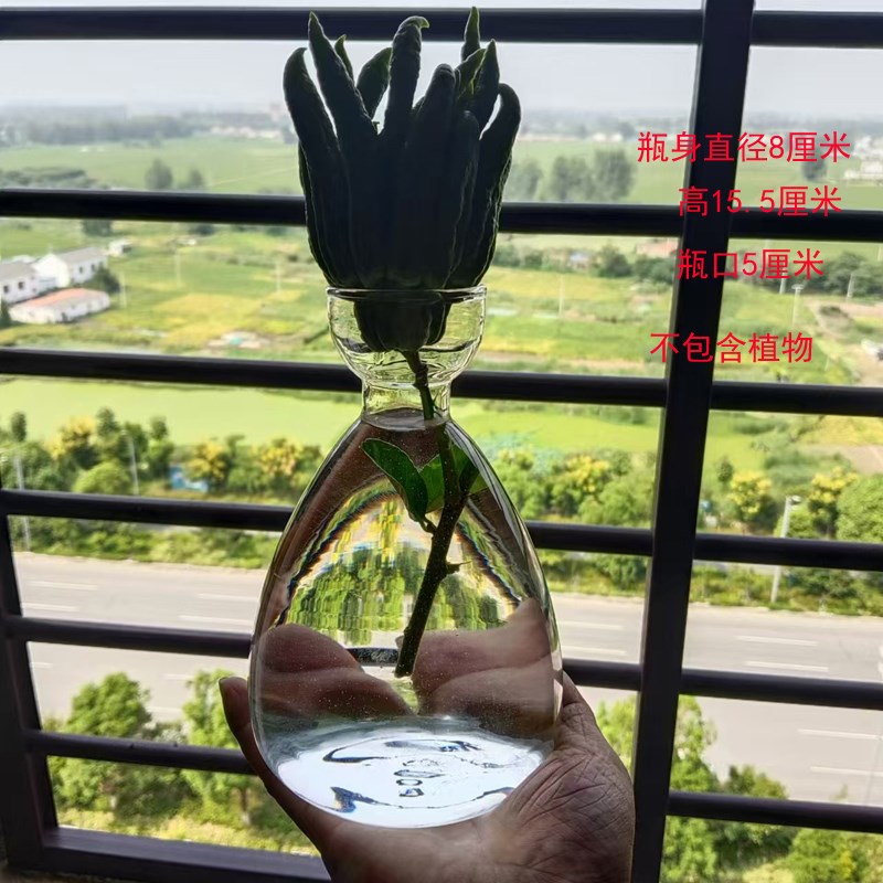 佛手柑水培瓶子佛手水培透明玻z璃容器养佛手柑小花瓶禅意风中式