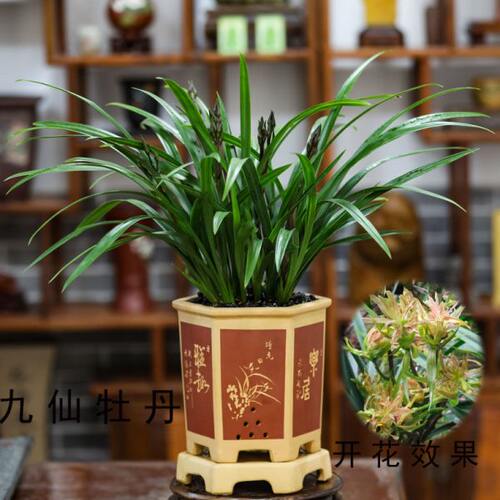 兰花苗名贵墨兰九仙牡丹带花苞浓香型室内阳台客厅绿植物盆景盆栽