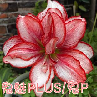 白肋朱顶红 鬼魅PLUS 鬼P 霸王别姬 重瓣辰父朱顶红种球 切球小苗