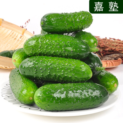 山东水果黄瓜玛莎黄瓜现摘现发
