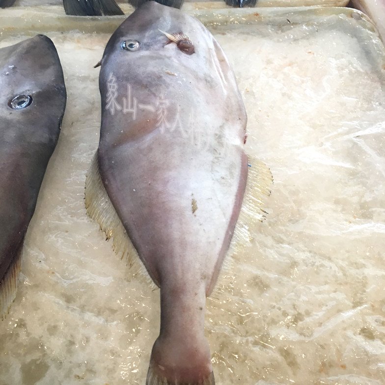 宁波石浦鲜活海鲜三去马面鱼剥皮鱼橡皮鱼耗儿鱼一条650-750g左右