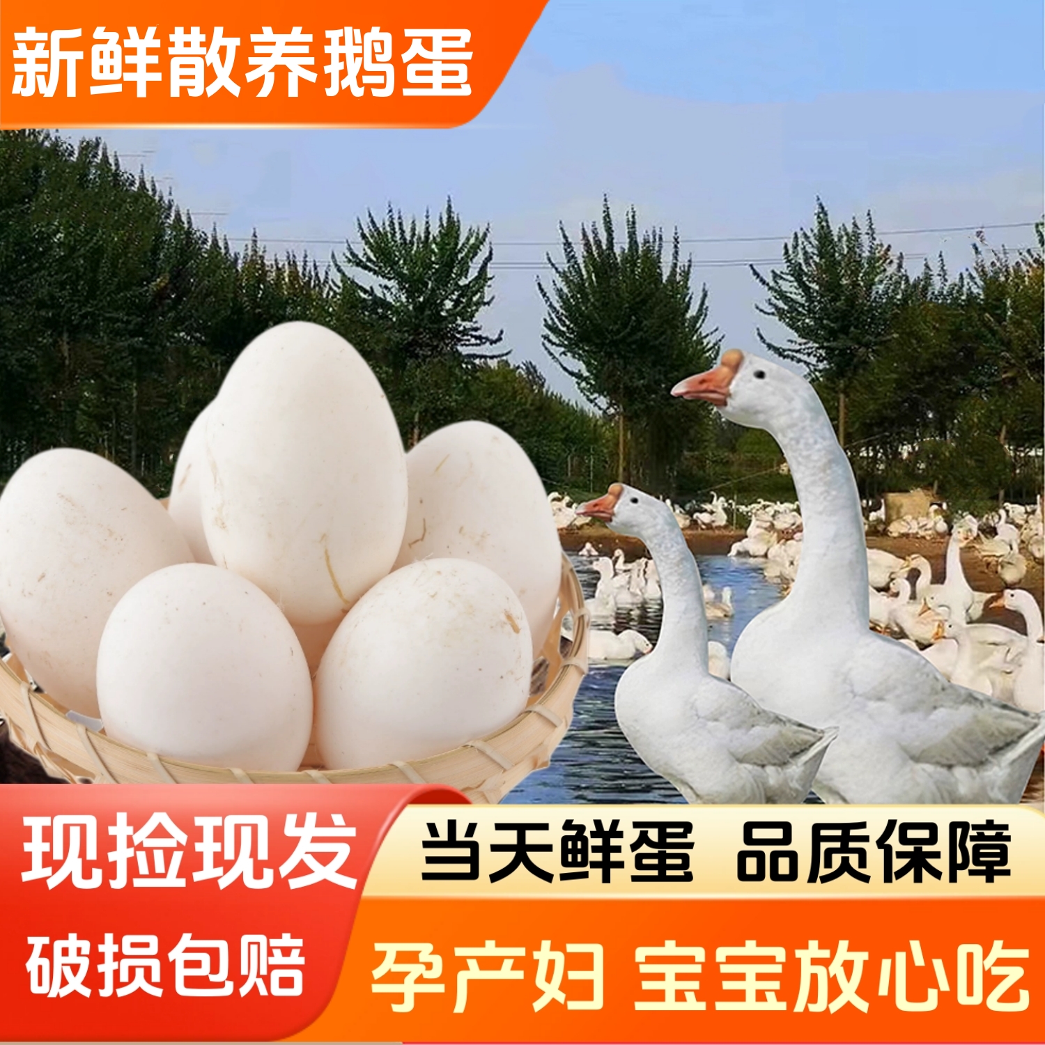 新鲜鹅蛋农家散养正宗土鹅蛋特大