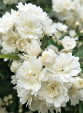 1.5米拱门 木香花爬篱笆白色庭院墙 浓香爬藤开花墙藤植物大苗