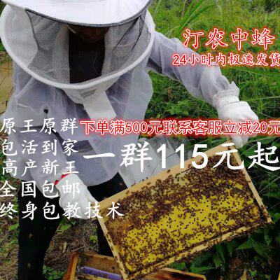 中蜂蜂群带王蜜蜂蜂群养殖带子脾阿坝中蜂带蜂箱中华土蜂出售包邮