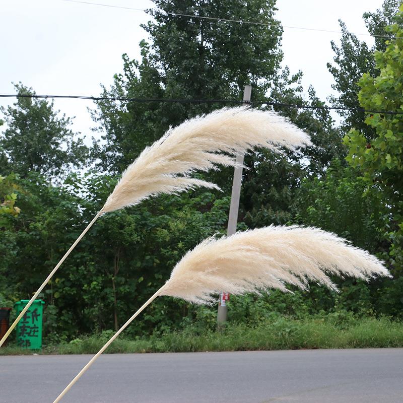干花芦苇天然装饰永生花拍照室内酒吧装饰跨境专卖蒲苇穗长60厘米