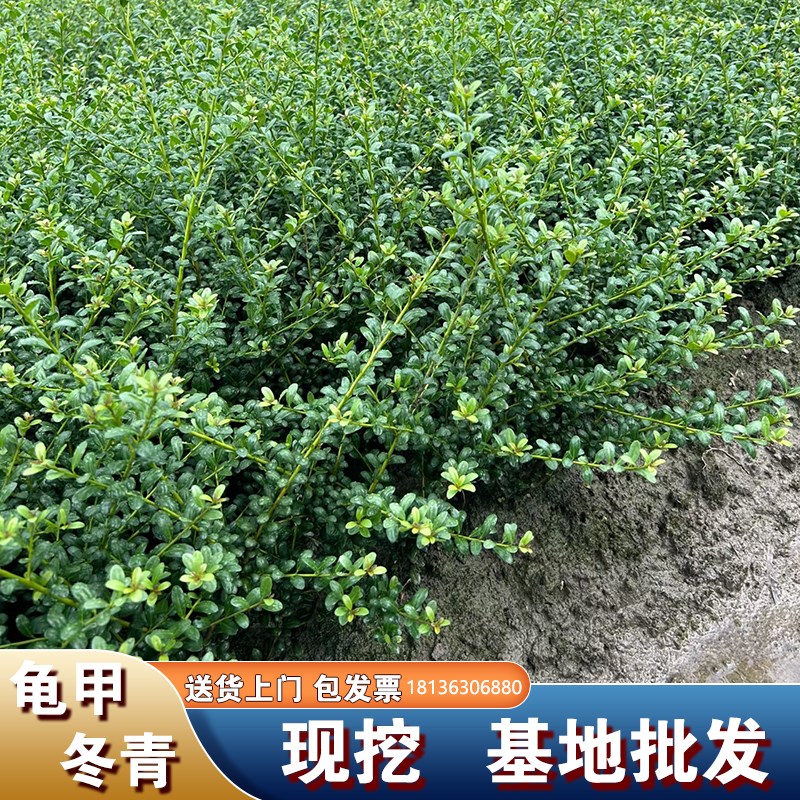 龟甲冬青苗小叶冬青四季常青庭院绿E化篱笆苗木龟甲冬青带土球包