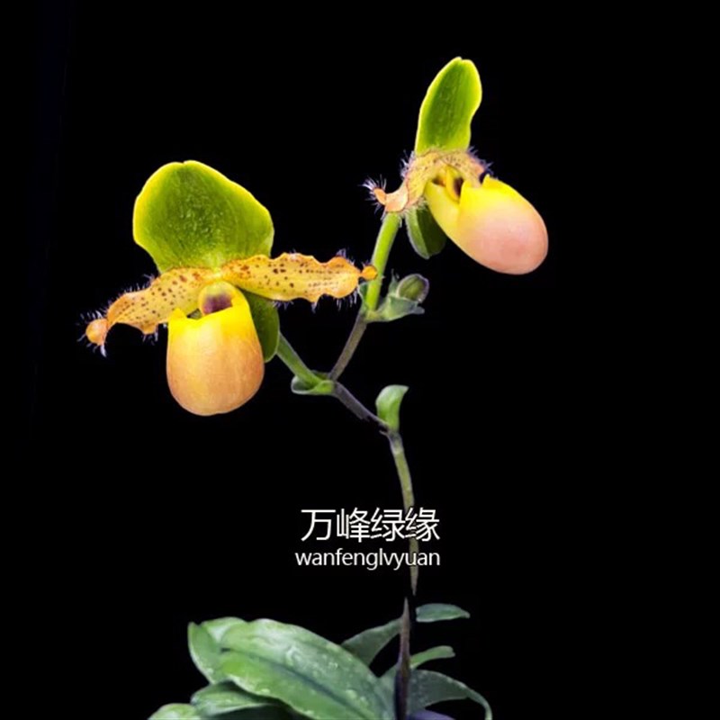 万峰绿缘兰花 苍叶/红报Q春兜兰续花兜