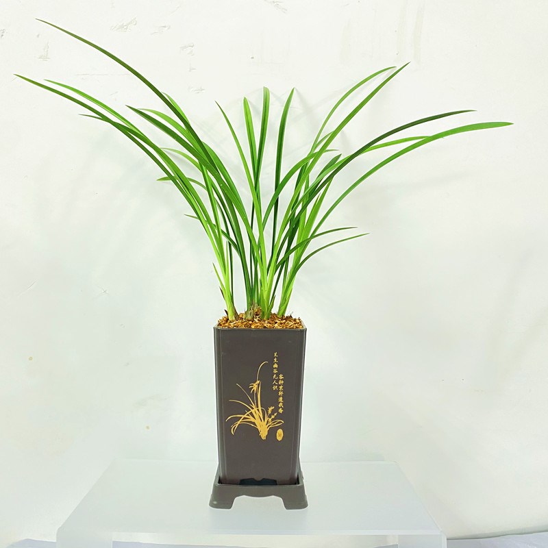 翠衣仙子细叶建兰精品兰X花好养易活