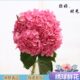 家用地批鲜花水养云南昆明供插花绣球花直发直办公室家庭基直昆明