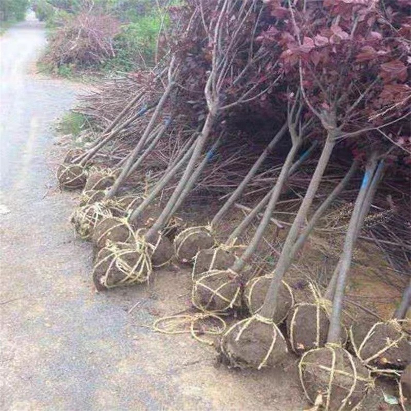 紫叶李树苗庭院园k林绿化工程苗木红叶李子树遮阳结果可食用景观