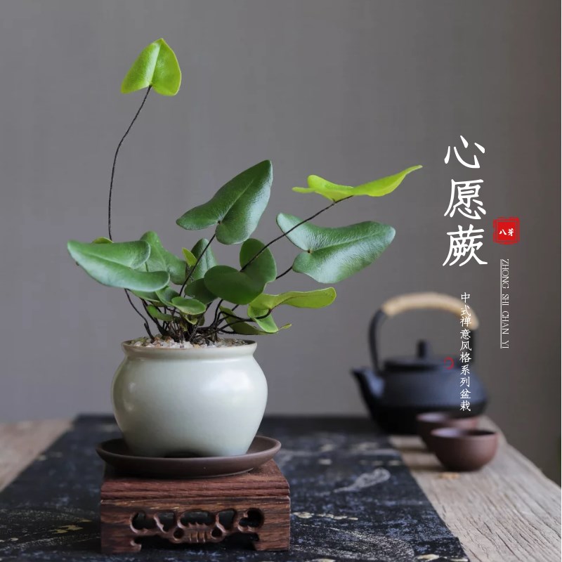 心愿蕨茶桌办公室桌面水培创意趣味绿植蕨类盆景盆栽净化空气加湿