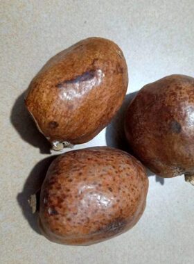 佛心果金灯菩提释迦菩提白色原料果大中小果菩提子菩提果吊坠项链