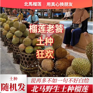 北马榴[液氮]土种榴莲自助盲盒品种30多不分品种随机发货野榴莲