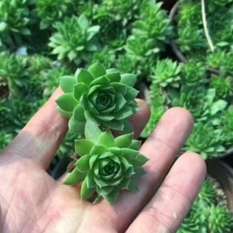 紫乐碧桃秋丽玉缀红布丁多肉植物砍头苗淡雪姬胧S月吸财树种苗组