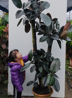 鸿信造型橡皮树黑金刚Ficus室内大型盆栽绿N植客厅ins风网红植物