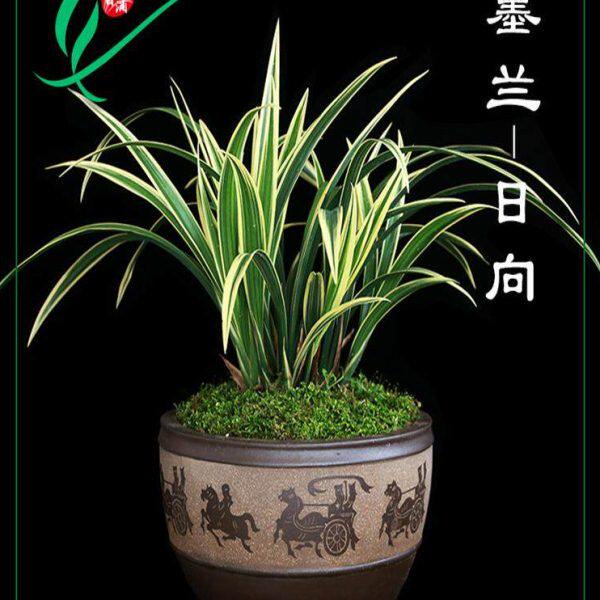 墨兰花金边日向浓香卉景栽盆土绿植带叶艺草植物名贵苗花苞兰室内