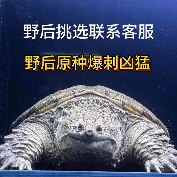 野佛后代原种纯佛鳄龟 爆刺黑佛鳄 粗刺高背头大凶猛活体精品宠物