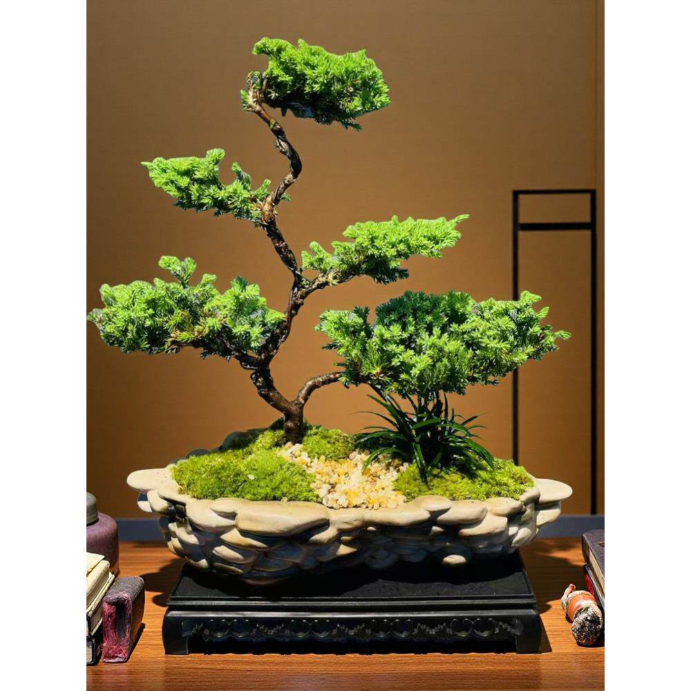 五层真柏老庄盆栽室内家居好养绿植玄关办公室桌面摆件迎客松盆景