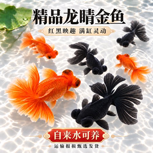 活体观赏金鱼苗小中大型