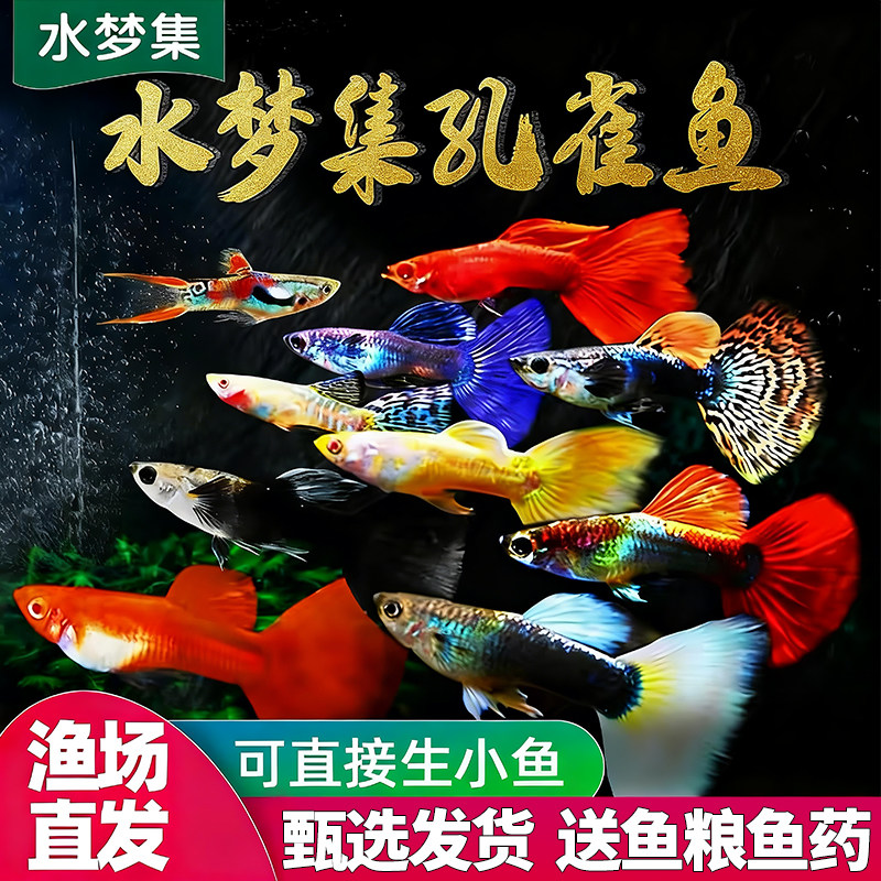 新手入门鱼红尾孔雀鱼鱼百万观赏鱼好养耐活繁殖狂魔凤尾