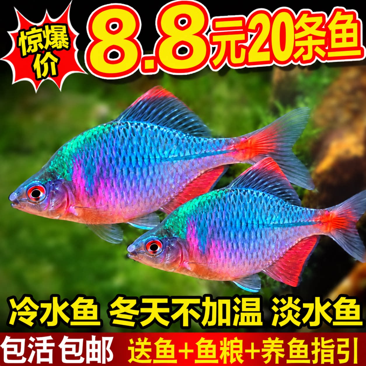 七彩鳑鲏鱼观赏鱼旁皮冷水鱼活体小型鱼苗原生群游鱼除藻淡水好养