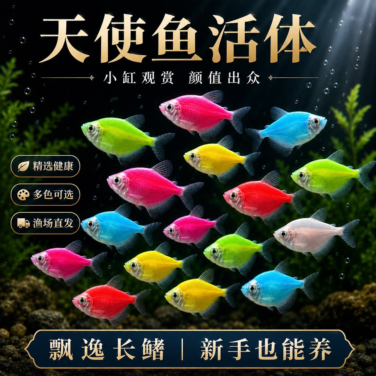 天使鱼观赏鱼活鱼大号群游活体斑马孔雀热带鱼小型鱼淡水好养耐活